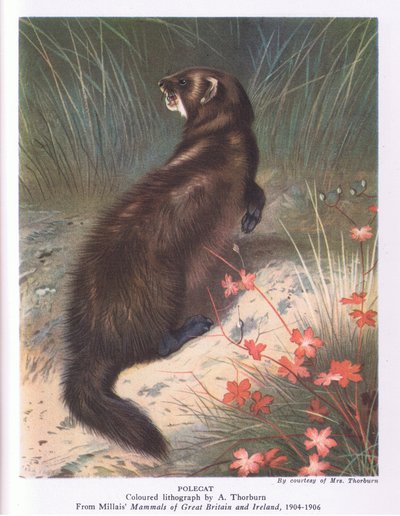 Iltis, Nature in Britain, veröffentlicht von Collins von Archibald Thorburn