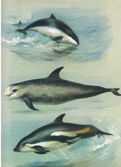 Schweinswal, Risso-Grampus und Weißseitendelfin, aus Thorburns Säugetiere, veröffentlicht von Longmans and Co, ca. 1920 von Archibald Thorburn