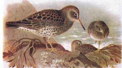Meerstrandläufer, aus Vögel der Britischen Inseln und ihre Eier, veröffentlicht von Frederick Warne & Co Ltd, 1958 von Archibald Thorburn