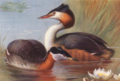 Rothalstaucher, Haubentaucher von Archibald Thorburn