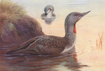 Rothalstaucher von Archibald Thorburn