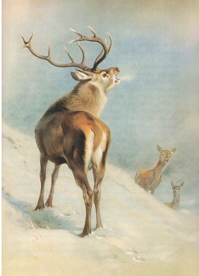 Rothirsch, aus Thorburns Säugetiere, veröffentlicht von Longmans and Co, ca. 1920 von Archibald Thorburn