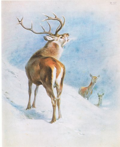 Rothirsch, veröffentlicht von Book Club Associates von Archibald Thorburn