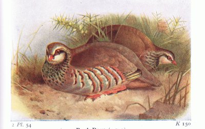 Rothuhn, aus Vögel der Britischen Inseln und ihre Eier, veröffentlicht von Frederick Warne & Co Ltd, 1958 von Archibald Thorburn