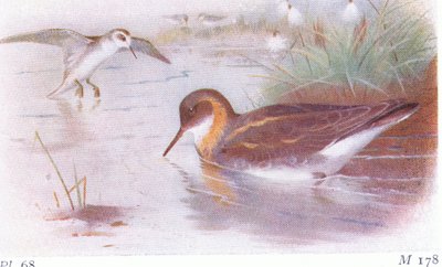 Odinshühnchen (Sommer und Herbst), aus Vögel der Britischen Inseln und ihre Eier, veröffentlicht von Frederick Warne & Co Ltd, 1958 von Archibald Thorburn