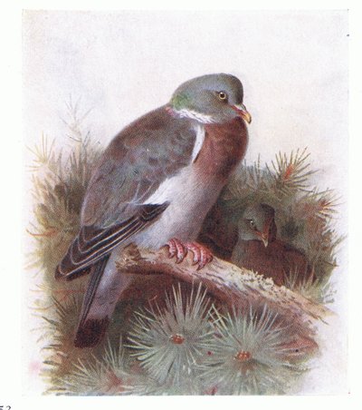 Ringeltaube, aus Vögel der Britischen Inseln und ihre Eier, veröffentlicht von Frederick Warne & Co Ltd, 1958 von Archibald Thorburn