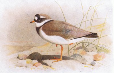 Sandregenpfeifer, aus Vögel der Britischen Inseln und ihre Eier veröffentlicht von Frederick Warne & Co Ltd, 1958 von Archibald Thorburn