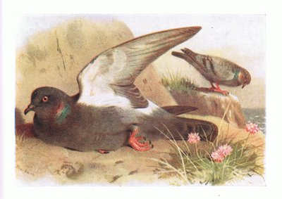 Felsentaube, aus Vögel der Britischen Inseln und ihre Eier, veröffentlicht von Frederick Warne & Co Ltd, 1958 von Archibald Thorburn