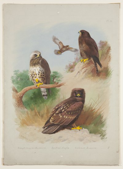 Raufußbussard, Schelladler und Mäusebussard, ca. 1915 von Archibald Thorburn