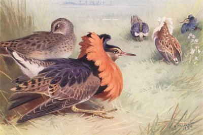 Ruff (vier Typen von Männchen und Weibchen) von Archibald Thorburn