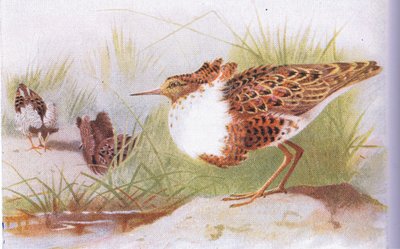 Kampfläufer und Rotschenkel, aus Vögel der Britischen Inseln und ihre Eier, veröffentlicht von Frederick Warne & Co Ltd, 1958 von Archibald Thorburn