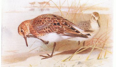 Sanderling, aus Vögel der Britischen Inseln und ihre Eier, veröffentlicht von Frederick Warne & Co Ltd, 1958 von Archibald Thorburn