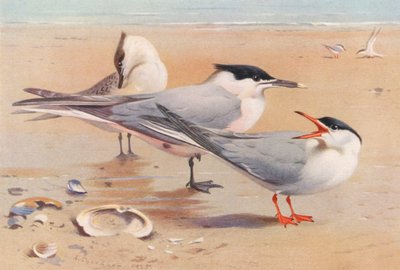 Brandseeschwalbe (erwachsen und jung), Flussseeschwalbe von Archibald Thorburn