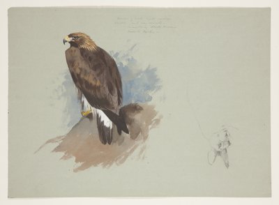 Seeadler und Bleistiftskizze eines Kaninchens, ca. 1915 von Archibald Thorburn