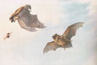 Breitflügelfledermaus und Große Bartfledermaus, aus Thorburns Säugetiere, veröffentlicht von Longmans and Co, ca. 1920 von Archibald Thorburn