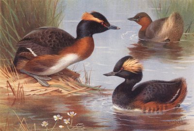 Slavonischer Taucher, Zwergtaucher, Schwarzhalstaucher von Archibald Thorburn