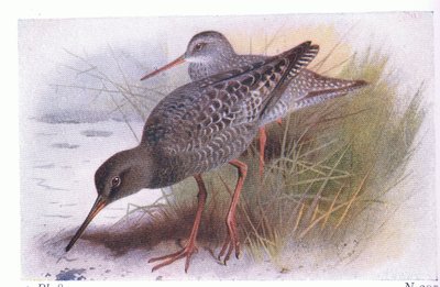 Dunkler Wasserläufer, aus Vögel der Britischen Inseln und ihre Eier veröffentlicht von Frederick Warne & Co Ltd, 1958 von Archibald Thorburn