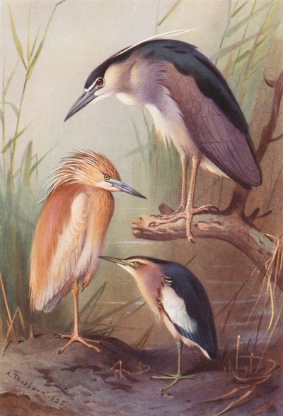 Rallenreiher, Nachtreiher, Zwergdommel von Archibald Thorburn