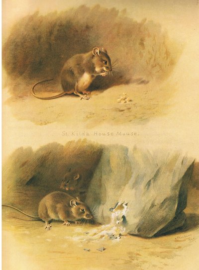 St. Kilda-Hausmaus und Gemeine Maus, aus Thorburns Säugetiere, veröffentlicht von Longmans and Co, ca. 1920 von Archibald Thorburn