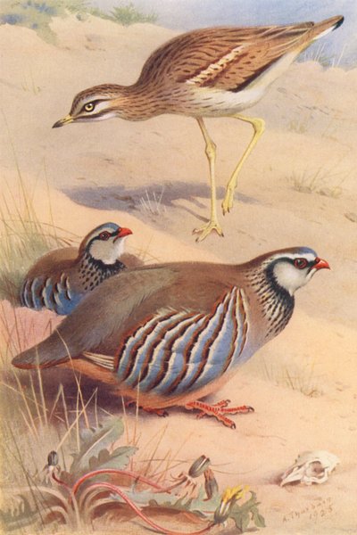 Triel, Rothuhn (männlich und weiblich) von Archibald Thorburn