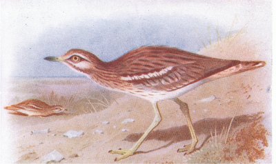 Triel, aus Vögel der Britischen Inseln und ihre Eier, veröffentlicht von Frederick Warne & Co Ltd, 1958 von Archibald Thorburn