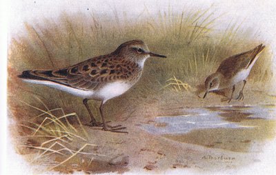Temmincks Strandläufer, aus Vögel der Britischen Inseln und ihre Eier, veröffentlicht von Frederick Warne & Co Ltd, 1958 von Archibald Thorburn