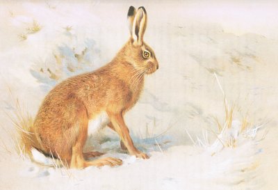 Der Feldhase, aus Thorburns Säugetiere, veröffentlicht von Longmans and Co, ca. 1920 von Archibald Thorburn