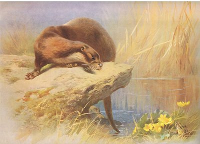Der Otter, aus Thorburns Säugetiere, veröffentlicht von Longmans and Co, ca. 1920 von Archibald Thorburn