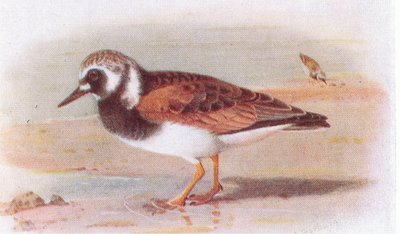 Steinwälzer, aus Vögel der Britischen Inseln und ihre Eier, veröffentlicht von Frederick Warne & Co Ltd, 1958 von Archibald Thorburn