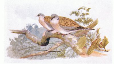 Turteltaube, aus Vögel der Britischen Inseln und ihre Eier, veröffentlicht von Frederick Warne & Co Ltd, 1958 von Archibald Thorburn