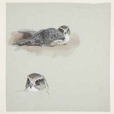 Zwei Farbstudien eines Merlin, ca. 1915 von Archibald Thorburn