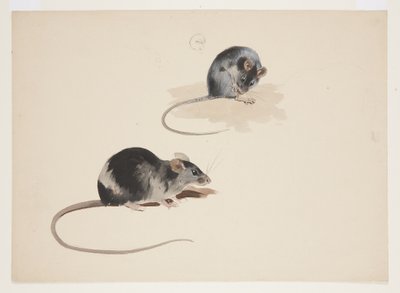 Zwei Studien einer schwarzen Ratte, ca. 1915 von Archibald Thorburn