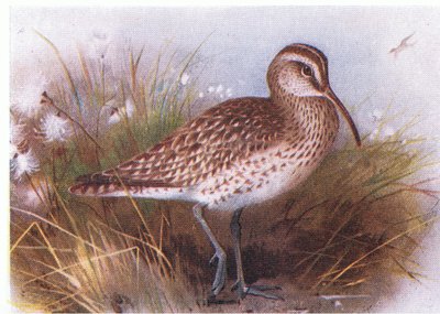 Regenbrachvogel, aus Vögel der Britischen Inseln und ihre Eier, veröffentlicht von Frederick Warne & Co Ltd, 1958 von Archibald Thorburn