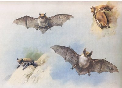 Bartfledermaus und Bechsteinfledermaus, aus Thorburns Säugetiere, veröffentlicht von Longmans and Co, ca. 1920 von Archibald Thorburn