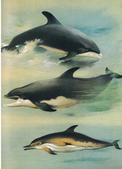 Weißschnabeldelfin, Großer Tümmler und Gemeiner Delfin, aus Thorburns Säugetiere, veröffentlicht von Longmans und Co, ca. 1920 von Archibald Thorburn