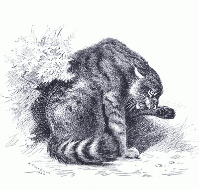 Wildkatze, aus Thorburns Säugetiere, veröffentlicht von Longmans und Co, ca. 1920 von Archibald Thorburn