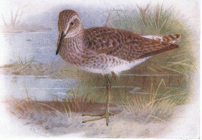 Bruchwasserläufer, aus Vögel der Britischen Inseln und ihre Eier veröffentlicht von Frederick Warne & Co Ltd, 1958 von Archibald Thorburn