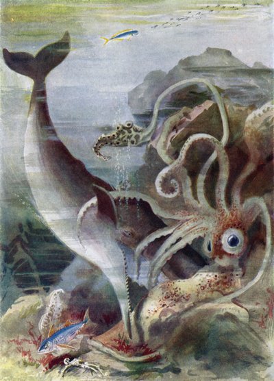 Ein Pottwal greift einen Riesenkalmar an von Arthur Twidle
