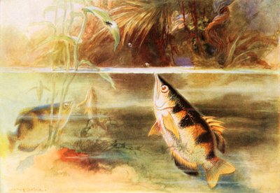 Ein Sportler unter Fischen von Arthur Twidle