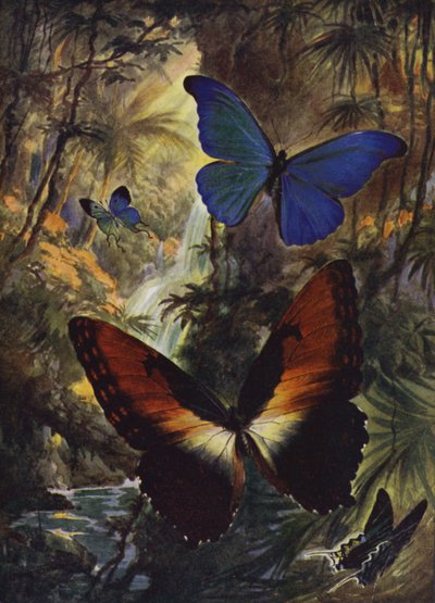 Schöne Schmetterlinge: Die zwei schönsten Morphos von Arthur Twidle