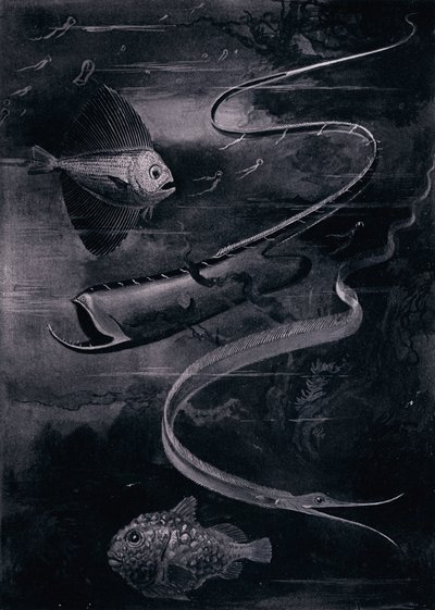 Tiefseefische (Lithografie) von Arthur Twidle