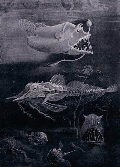 Tiefseefisch von Arthur Twidle