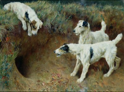 Drahthaarige Foxterrier an einem Dachsbau von Arthur Wardle