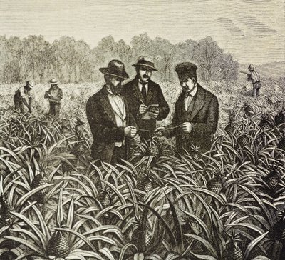 England (19. Jahrhundert). Kolonisation (1880). Ananasanbau auf den Bahamas. Englische Kolonie auf der Insel New Providence. Ananas waren eines der Exportprodukte aus dem Hafen von Nassau, dem wichtigsten. Gravur. Private Sammlung von Artist Unknown
