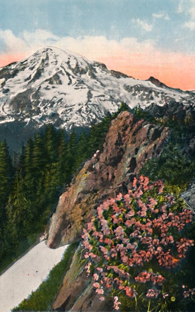 Die Primel auf dem Mount Rainier, ca. 1916 von Asahel Curtis