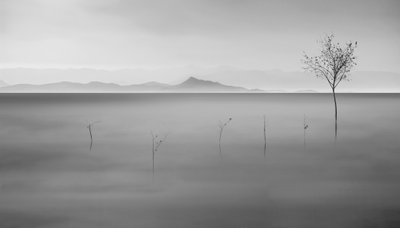 Nebliger See einsamer Baum von Asef Azimaie