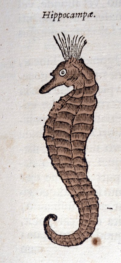 Darstellung eines Seepferdchens. Gravur aus einem Werk von Athanasius Kircher (1601 - 1680), Jesuit, Orientalist und Gelehrter. von Athanasius Kircher