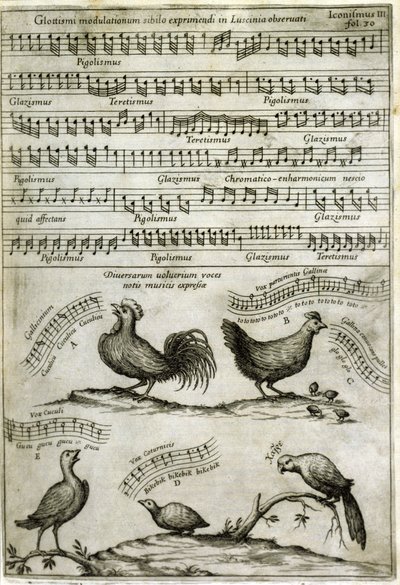 Das von bestimmten Vögeln ausgesendete Lied, ausgedrückt durch musikalische Noten nach: „Musurgia Universalis“ von Athanasius Kircher von Athanasius Kircher