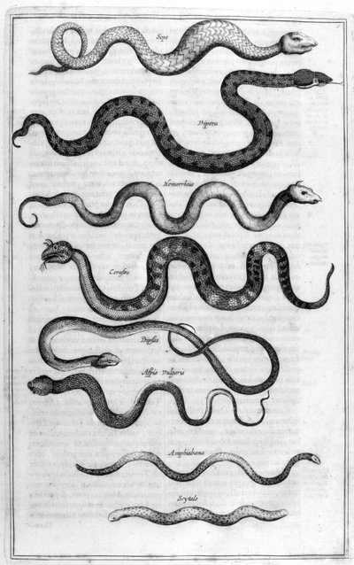 Schlangentypen aus Arca Noe von Athanasius Kircher