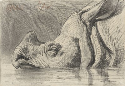 Kopf eines Nashorns, halb im Wasser von August Allebe